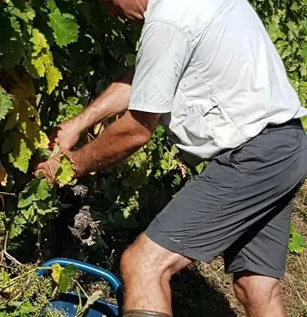Logis De Bois Roche بيت للعطل Saint-Bonnet-sur-Gironde