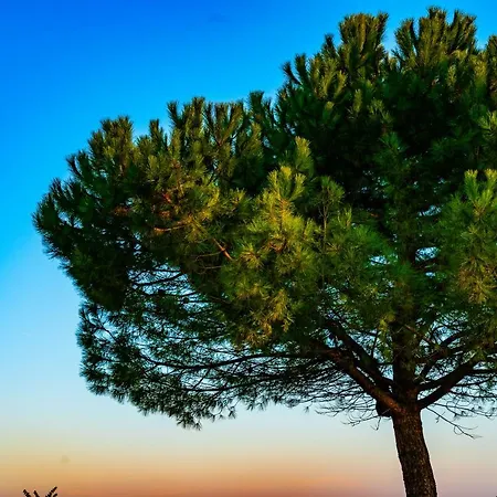 Logis De Bois Roche *