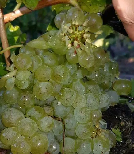 Holiday home Logis De Bois Roche