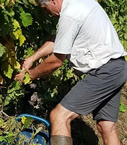 Logis De Bois Roche Holiday home Saint-Bonnet-sur-Gironde