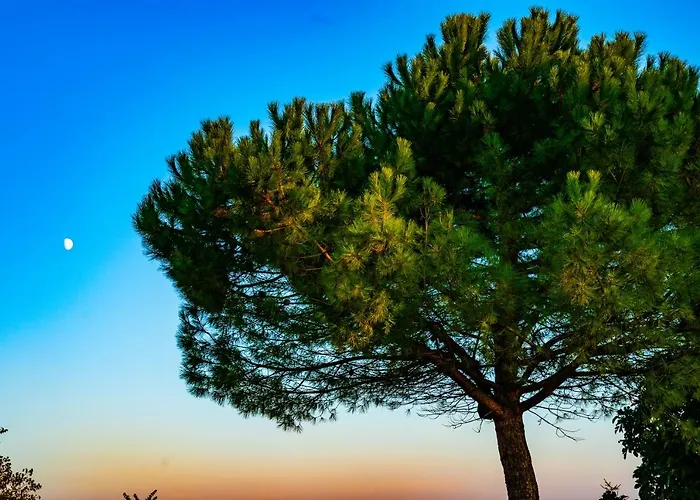 Logis De Bois Roche *